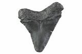 Serrated, Juvenile Megalodon Tooth - South Carolina #362232-1
